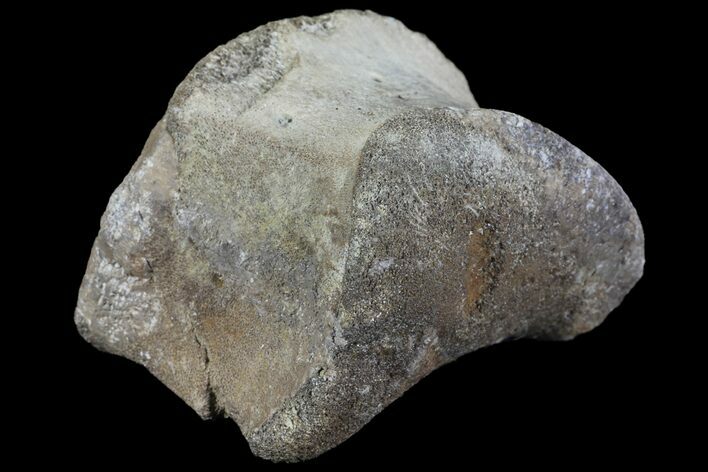 Hadrosaur Foot Bone - Alberta (Disposition #-) #100561